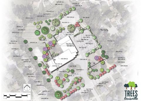 rendering of planting plan for an elementary school in association with the organization Trees Louisville 