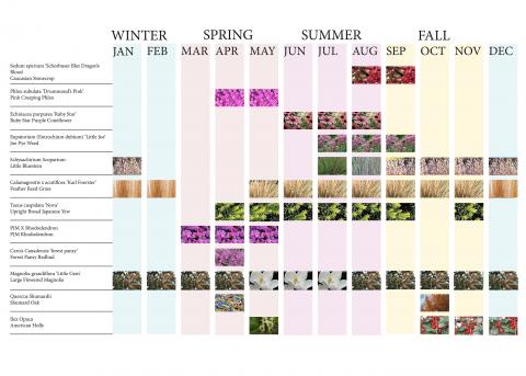 Infographic of planting bloom schedule