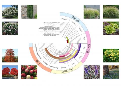 Infographic of planting bloom schedule