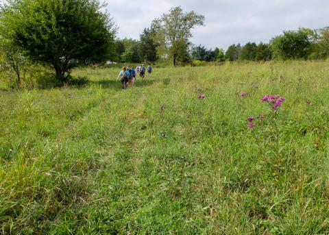 students walking in a field in the late summer, tall grass and wildflowers present.