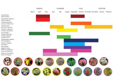 Infographic of planting bloom schedule